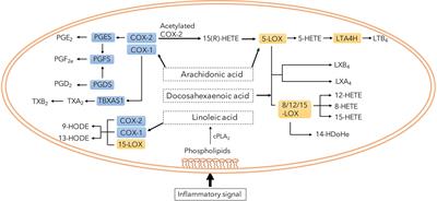 Plasma LOX-Products and Monocyte Signaling Is Reduced by Adjunctive Cyclooxygenase-2 Inhibitor in a Phase I Clinical Trial of Tuberculosis Patients